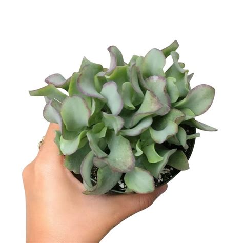 Ruffle Jade Crassula Ripple Jade Succulent Lucky Plant For Sale Jade Succulent Succulents