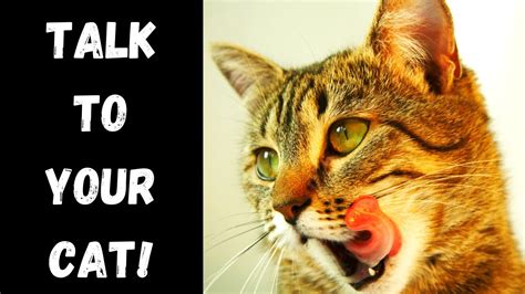 Speaking Cat Tries To Tell Its Owners Something You Can Talk To Your