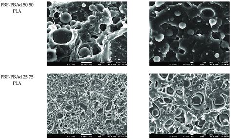 Sem Micrographs Of Cryofractured Cross Sections Of The Pla Based Download Scientific Diagram