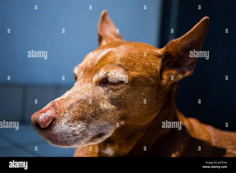 Andalusian hound hi-res stock photography and images - Alamy
