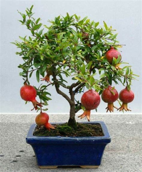 Bonsais de árvores frutíferas que você quererá ter em sua casa MDig