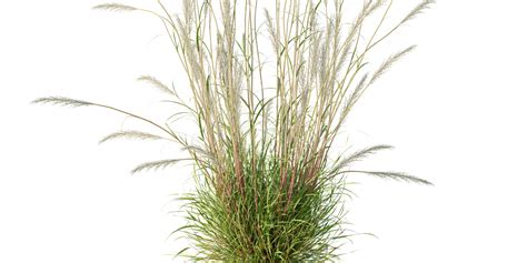 Plant Decorative Tuft Of Grass Calamagrostis Acutiflora Karl