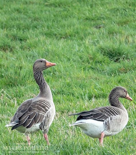 Toulouse Geese For Sale Day Old Poultry Myers Poultry