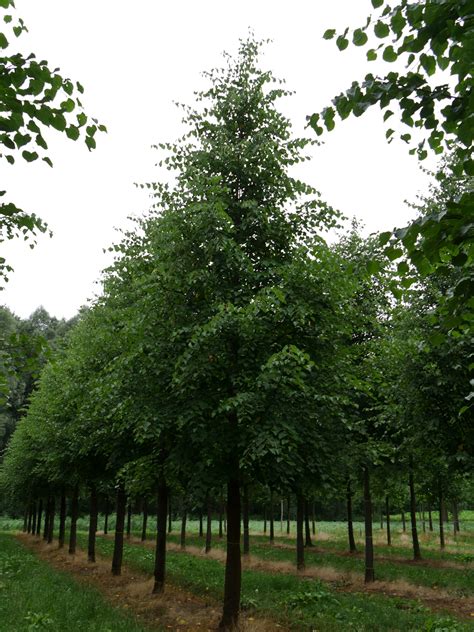 Tilia Cordata Savaria Tilia Cordata Savaria Van Den Berk Nurseries