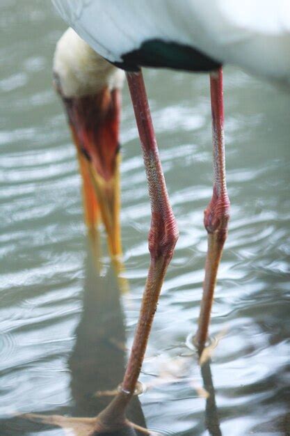 Premium Photo | Close-up of bird drinking water