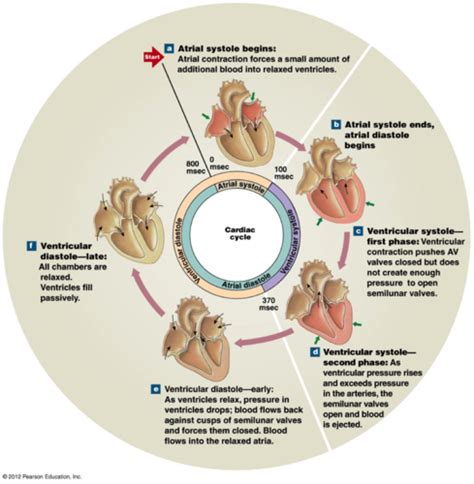 Physiology The Cardiac Cycle Flashcards Quizlet