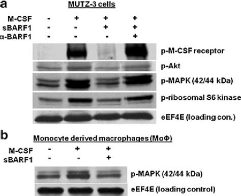 M Csf Receptor Downstream Signaling Is Inhibited By Sbarf1 A Download Scientific Diagram