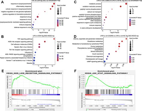 C EBPβ Promotes LPS induced IL 1β Transcription JIR