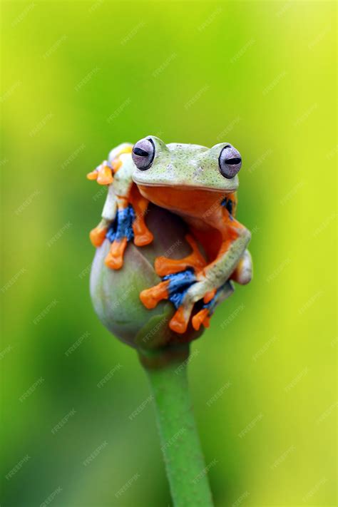 Premium Photo Flying Tree Frog Wallace Frog Javan Tree Frog