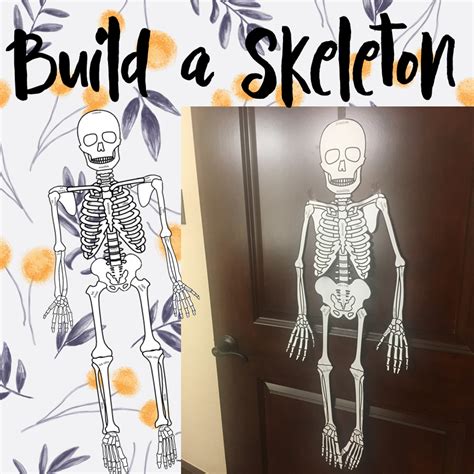 Build A Human Skeleton