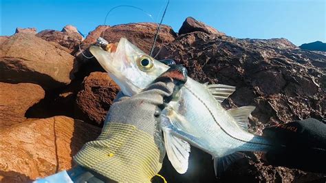 Buena Pesca De Paletas Robalos Y Pargos🔥 Pesca En Lances Cortos De