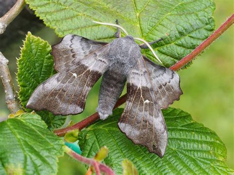 Bill's Birding: Hawk-moth duo