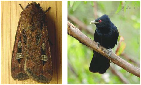 Left Bogong Moth Aranda Australian Capital Territory Source D