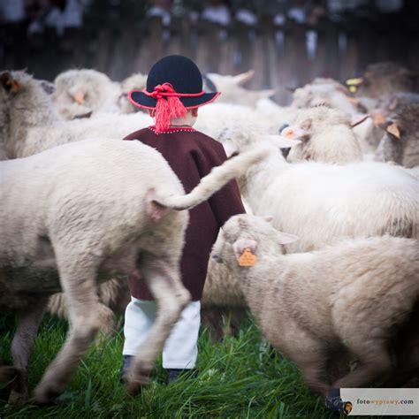 Fotowyprawy Inspiracje Dla Aktywnych Mieszanie Owiec Czyli Redyk