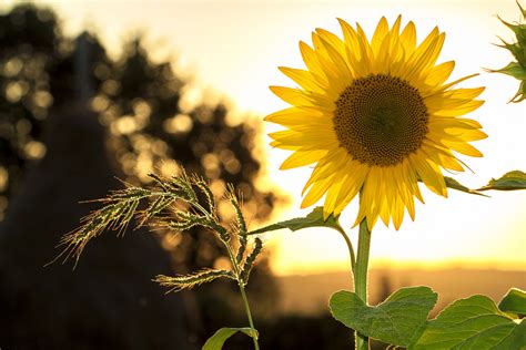 Free Images Nature Outdoor Sunshine Sun Sunset Field Sunlight