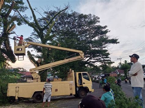 DLH Pangkas Pohon Sebelum Tumbang Bahaya Hujan Deras Angin Kencang