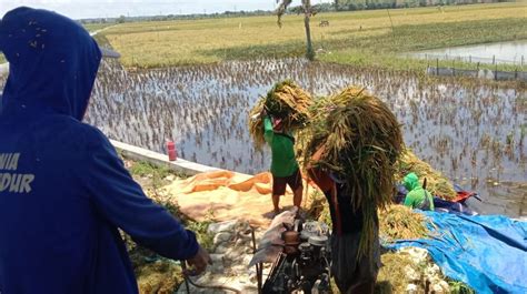 Sawah Terendam Air Petani Tuban Panen Padi Lebih Dini