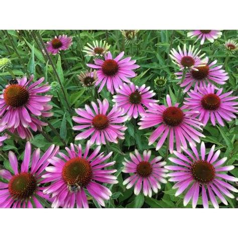 Rode Zonnehoed Echinacea Purpurea Green Twister Vaste Planten