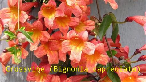 Plant Profile Crossvine Bignonia Capreolata Youtube