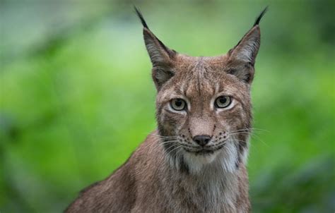 Wallpaper Look Face Portrait Lynx Wild Cat Green Background Bokeh