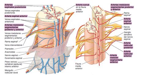 Ramas De La Arteria Vertebral