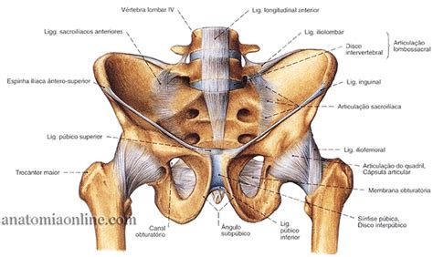 Articulações do Membro Inferior Anatomia Online