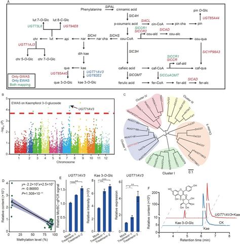 Updated Tomato Polyphenol Biosynthetic Pathway Based On Mgwas And Mewas Download Scientific