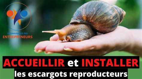 ELEVAGE D ESCARGOTS Comment ACCUEILLIR Et INSTALLER Les Escargots