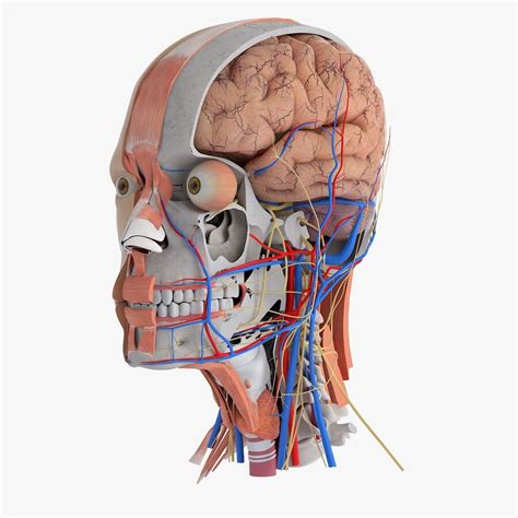 Human Head Anatomy 3D Model $99 - .obj .max .ma .fbx - Free3D