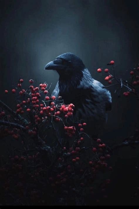 Pin By Writing And Art Sarah Peters On Crows In Crow