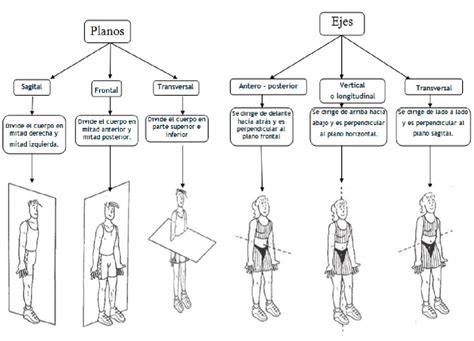 Ejes y Planos Anatómicos Anatomía del Cuerpo Humano Cuerpo Humano