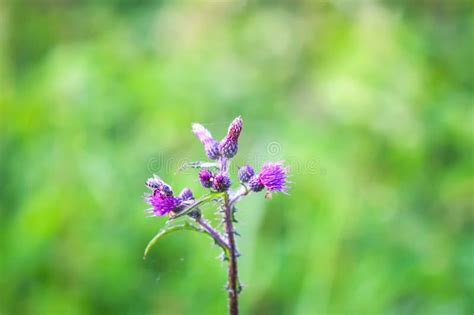 Greater Burdock Purple Prickly Flowers Arctium Lappa Plant Stock Photo