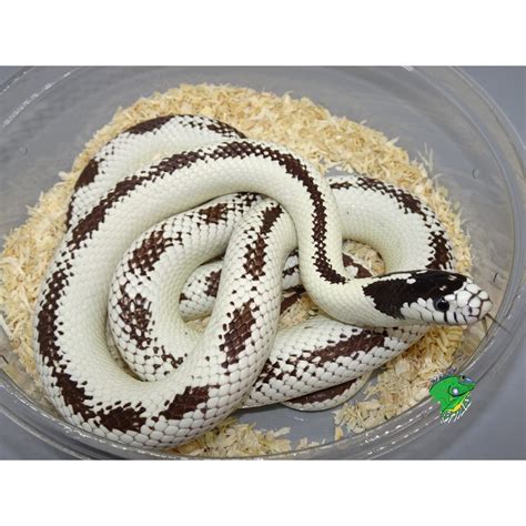 Albino Mosaic Florida King Snake Baby Strictly Reptiles Inc