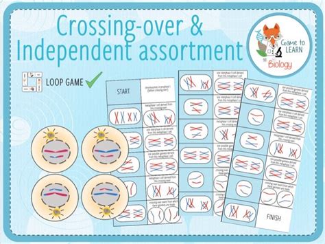 Crossing Over And Independent Assortment Loop Game Ks4 Ks5 Teaching Resources