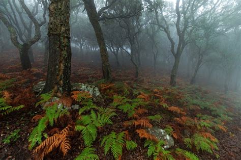 Bosque Nublado Flora Y Fauna