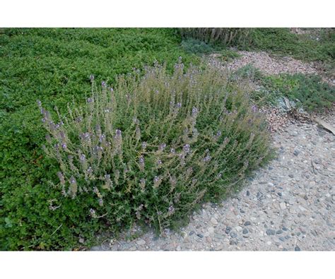 colorado springs utilities xeriscaping spicy orange thyme