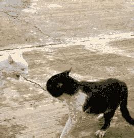 Cat Standing GIFs - Find & Share on GIPHY