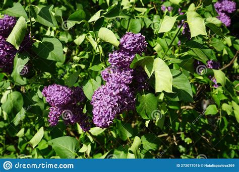 Bush of Dark Purple Lilac Blooms in May. Berlin, Germany Stock Photo ...