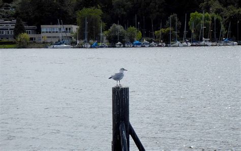 Essen Mit der weißen Flotte erkunden unsere Bewohner den Baldeneysee