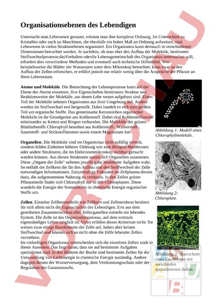 Arbeitsblatt Organisationsebenen Des Lebendigen Biologie Gemischte