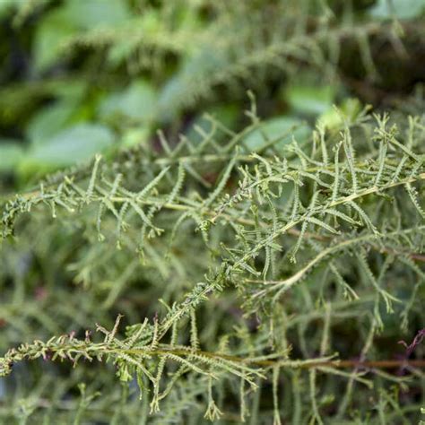 Athyrium Filix Femina Victoriae Walters Gardens Inc