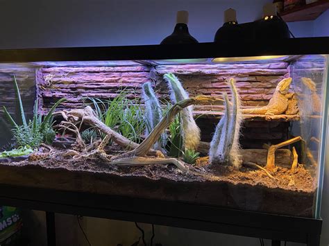 Bearded Dragon Setup R Bioactive