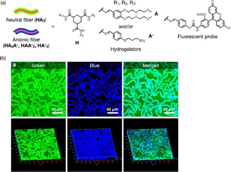 Phase Separated Supramolecular Hydrogel A Chemical Structures Of