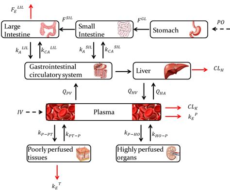 Schematic Of The Pbpk Model Proposed The Boxes Represent The