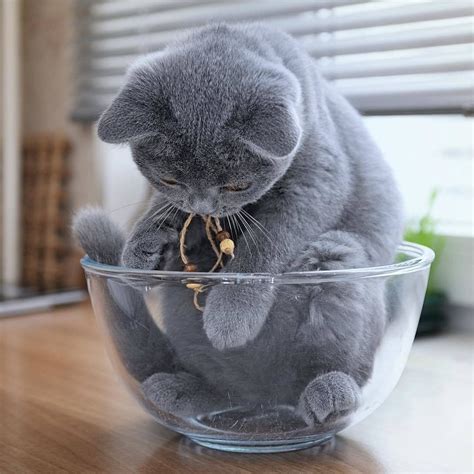 If It Fits I Sits R Aww