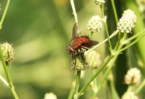 Bristle Flies From 37000 Melo Departamento De Cerro Largo Uruguay On