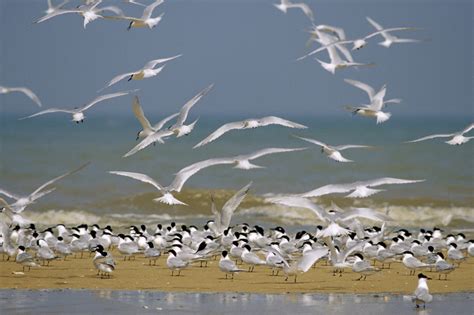 Flock Of Birds Sky Bokeh 6 Wallpapers Hd Desktop And Mobile