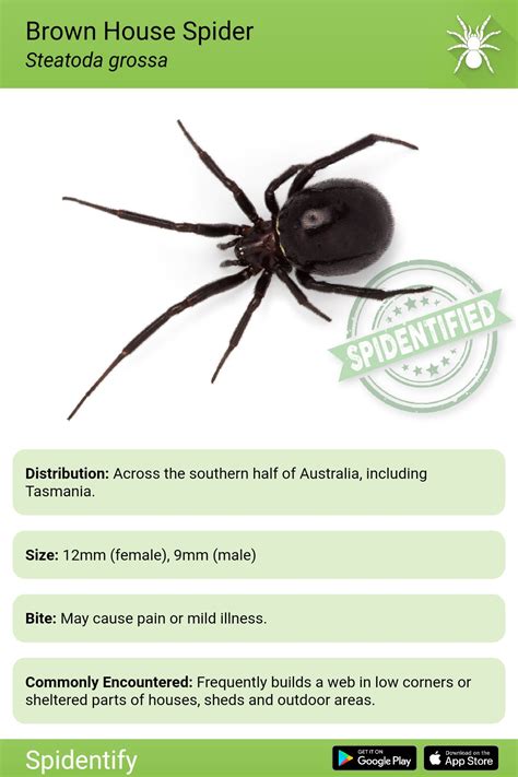 House Spider Size