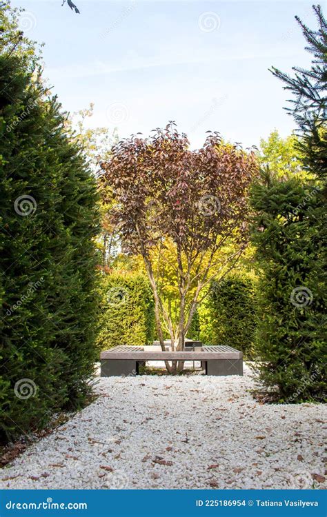 Prunus cerasifera nigra stock photo. Image of autumn - 225186954