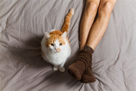 Cat with owner on bed. stock photo. Image of cute, cloth - 51382590